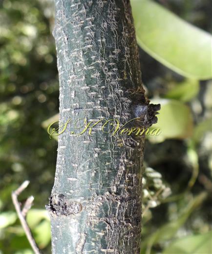  Bark with lenticels